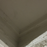 Bush Temple-Interior Plaster Restoration